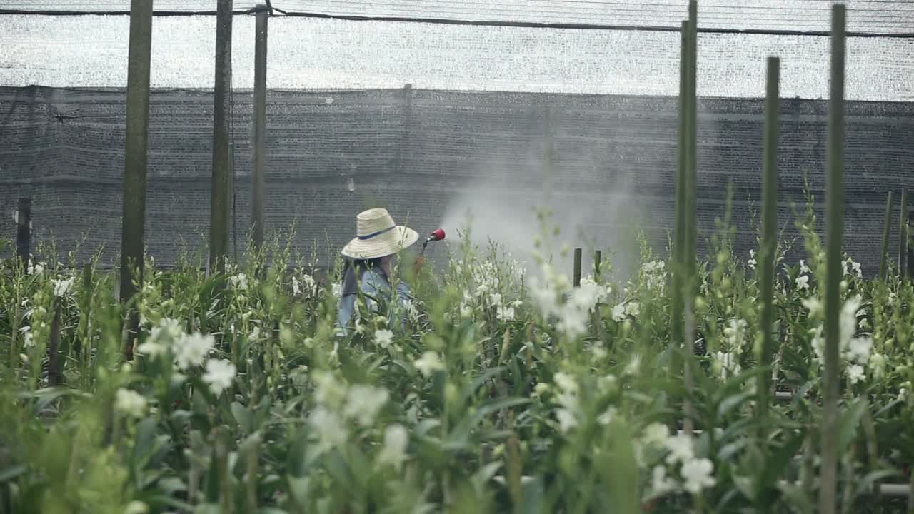granjero rociando fertilizante a la orquídea en la granja