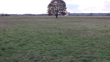 Panorámica-Sobre-Un-árbol-En-El-Aeropuerto-De-Tempelhof-En-Berlín,-Alemania,-HD-30-Fps-5-Segundos