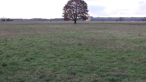 pan down on a tree in tempelhof airport in berlin germany hd 30 fps 5 secs