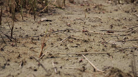 tiny crabs scuttle walk along beach atlantic ocean