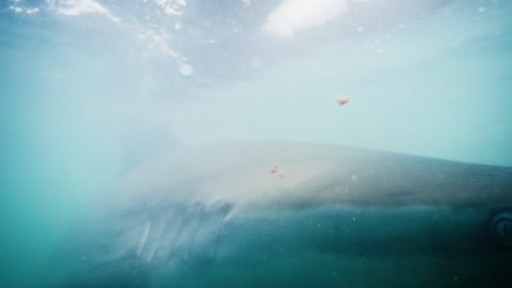 a great white shark, with a piercing eye and sleek fin, emerges from the ocean's depths, casting a ghostly shadow in the serene aquatic haze