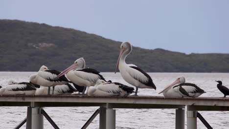 Pelicans rest on a wooden jetty, surrounded by calm coastal waters. Natural light enhances their white feathers, creating a peaceful wildlife scene perfect for nature, travel, or conservation content.