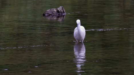 Suche-Nach-Seidenreiher-Mit-Reflexion-über-Klares-Wasser-Eines-Flusses