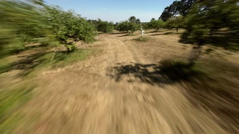 fpv drone: flying through avocado trees in mexico