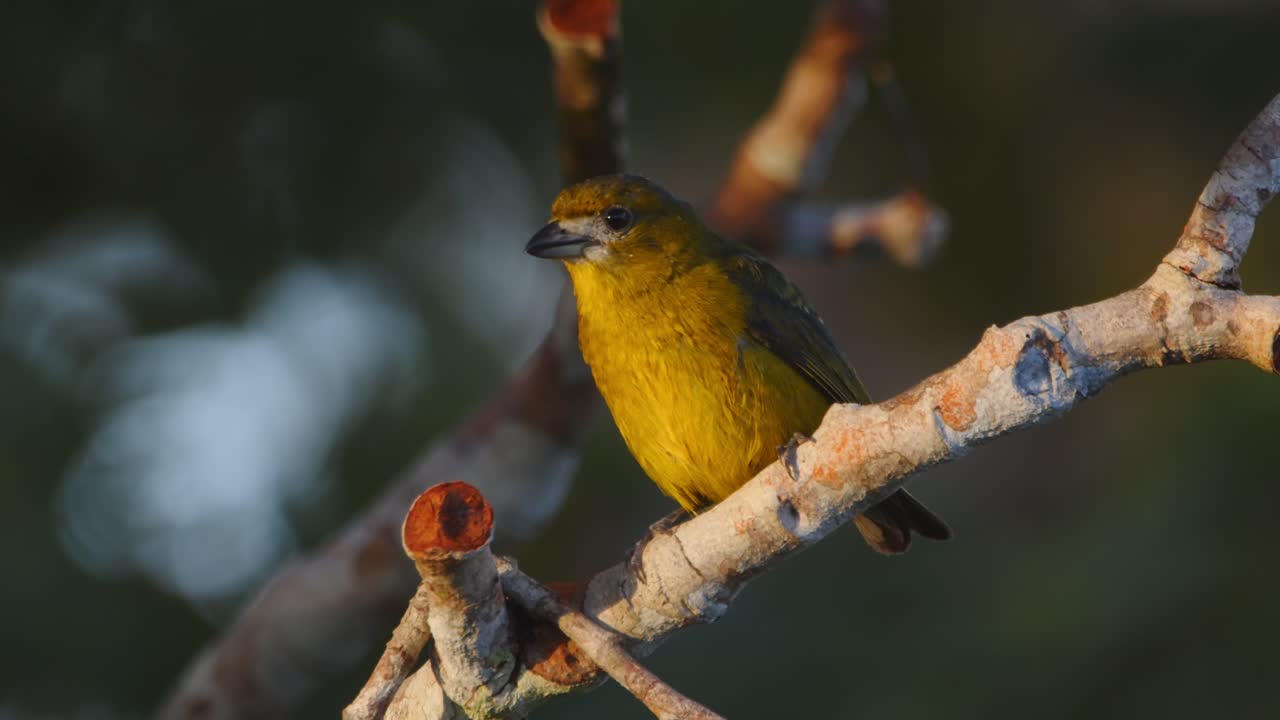 A male White-lored Euphonia perches alertly on a branch, surveying the Peru Amazon rainforest canopy