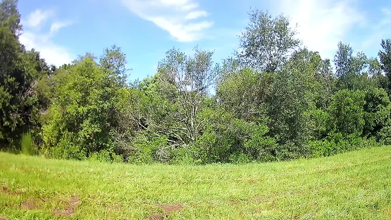 Landscape of woods, pan of tree line.