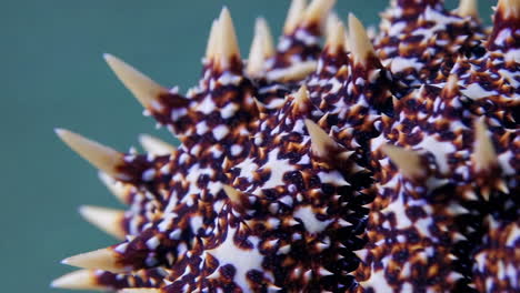 close-up of a spiky starfish