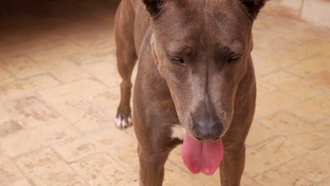 closeup front view of dog panting with tongue hanging to side of snout