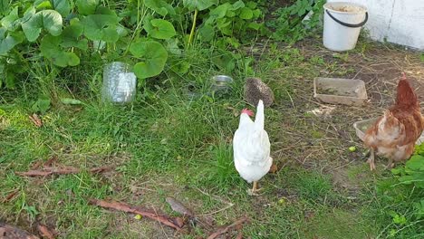 Friendly-pet-chickens-are-hanging-around-with-their-friend-hedgehog-while-looking-for-food-bugs-and-worms