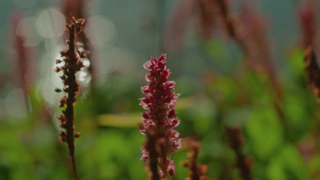 Lila-Blume-Am-Flussufer-Mit-Sonne,-Die-Auf-Dem-Wasser-Unscharf-Reflektiert-Wird