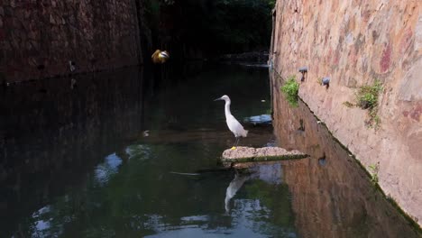 Lone-White-Egret-Bird-In-Water-Bridge,-While-Another-Small-Bird-Flies-Low-Over-Turquoise-Water