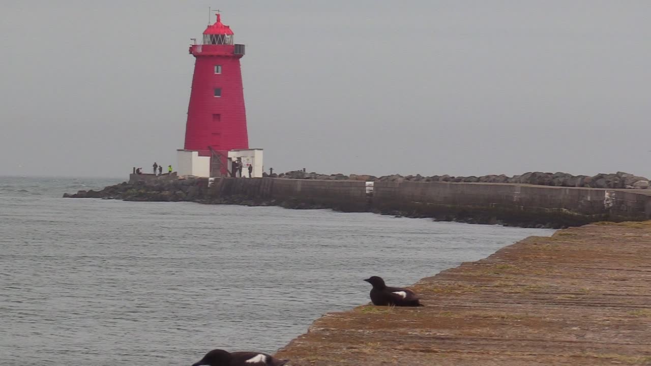 Poolbeg lighthouse with some wildlife in the frame and people at the lighthouse in the distance.