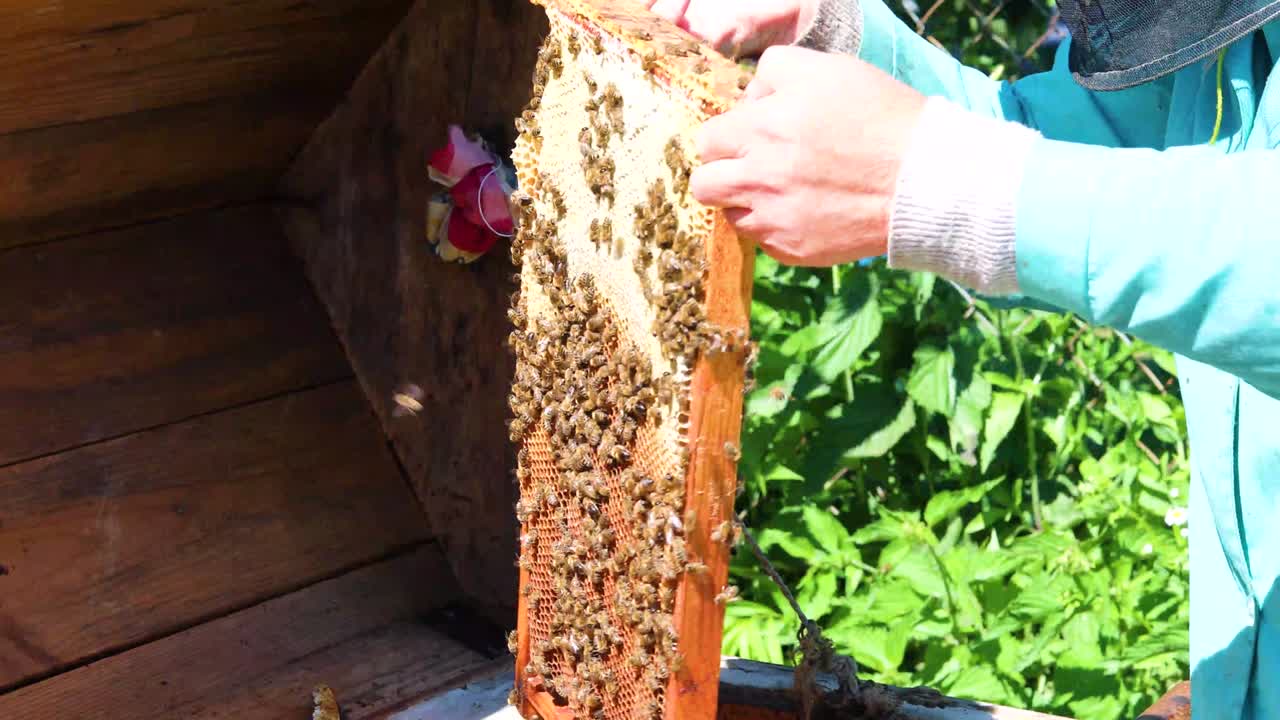 beekeeper takes out the honeycomb from the hive, crushing the family of bees to pump honey. Apitherapy