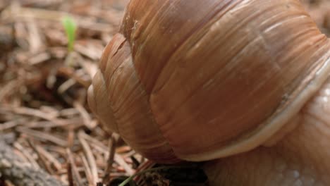 A-close-up-shot-of-a-snail-crawling-along-the-forest-floor-with-detailed-skin-texture-and-shell-patterns