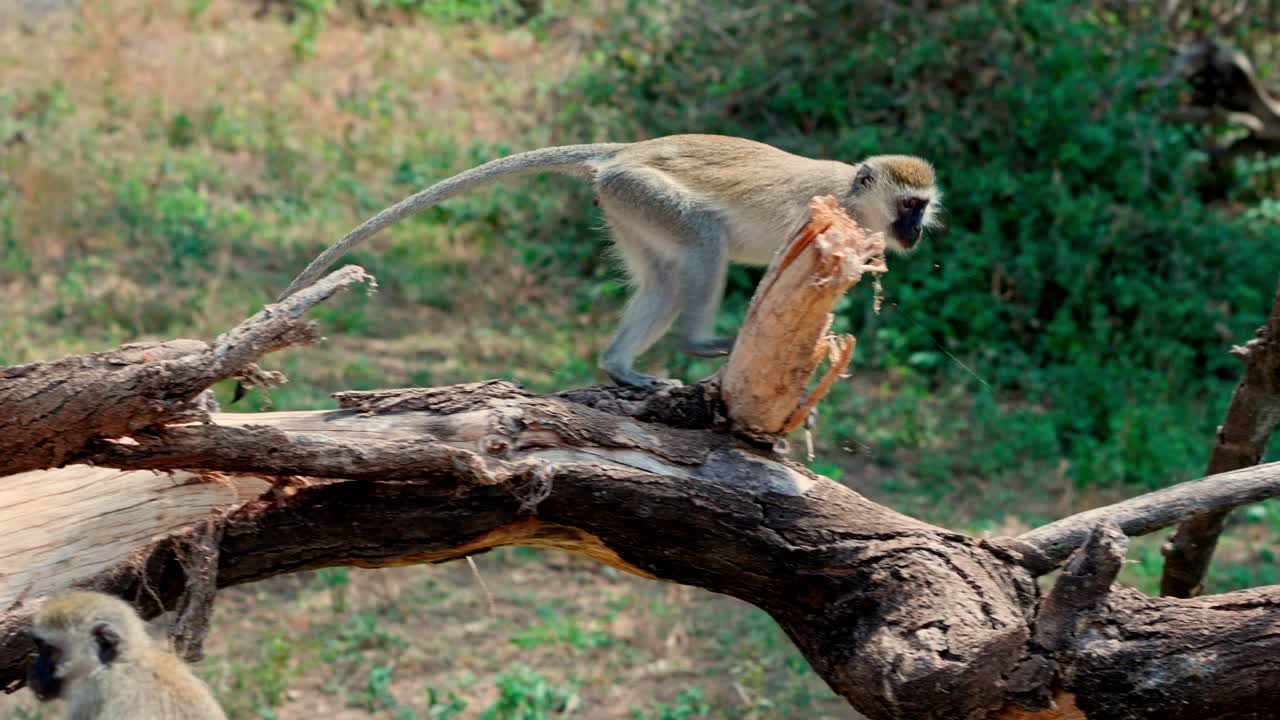 A vervet monkey (Chlorocebus sabaeus), stands on a tree trunk and looks around. Manyara National Park