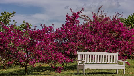 Zeitraffer-Von-Violetten-Kleinen-Bäumen,-Die-Sich-Im-Wind-Bewegen,-Während-Wolken-Vorbeiziehen