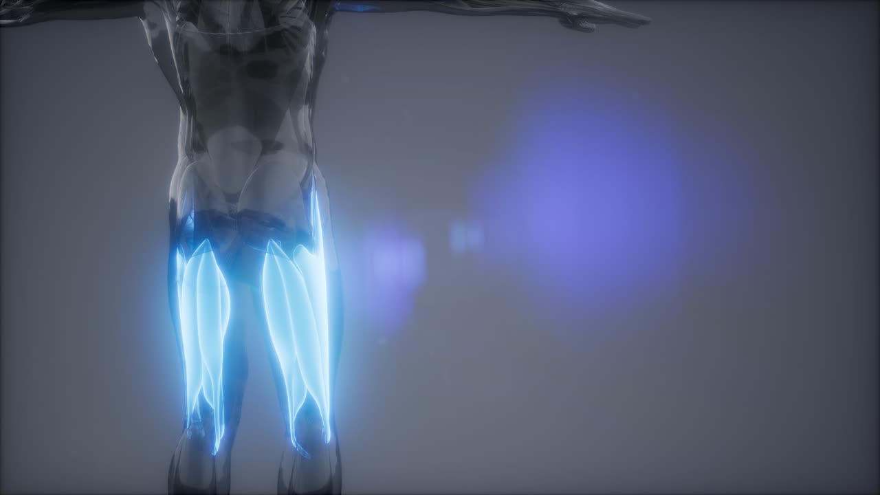 허 ⁇ 지 근육 - 눈에 보이는 근육 해부학 지도