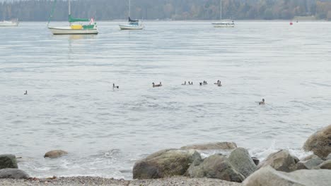 Familienenten-Schwimmen-Auf-Wellen