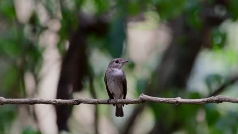 The-Asian-Brown-Flycatcher-is-a-small-passerine-bird-breeding-in-Japan,-Himalayas,-and-Siberia