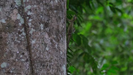 Dos-Individuos-Vistos-Desde-Sus-Costados-Mientras-Realizan-Su-Ritual-De-Apareamiento-En-Lo-Profundo-Del-Bosque,-El-Dragón-Volador-De-Blanford,-Draco-Blanfordii,-Tailandia