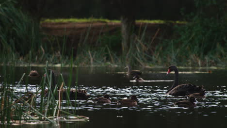 Dos-Hermosos-Cisnes-Negros-Flotando-Entre-Los-Juncos-Mientras-Los-Patos-Marrones-Chapotean