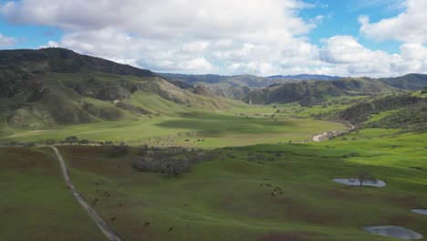 Luftaufnahme-Von-Weidenden-Rindern-In-Wunderschönen-Grünen-Hügeln-Der-Gabilan-Bergkette-In-Kalifornien