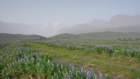 a country road winding through a spectacular flowery lupine field with hazy iceland mountains in the background