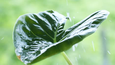 Pfeilblatt-Ist-Eine-Knollenpflanze-Mit-Einem-Breiten-Grünen-Blatt,-Nampi-Oder-Malanga,-Auf-Die-Direkt-Wassertropfen-Gegossen-Werden,-Um-Diese-Pflanze-Zu-Nähren