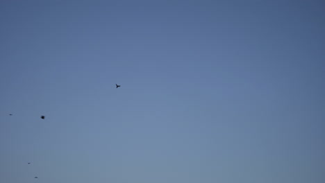 una bandada de cuervos volando al crepúsculo
