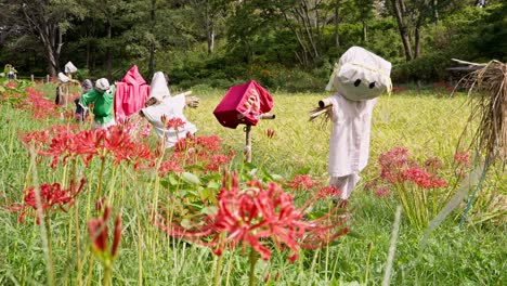 scarecrow in rice field with red beautiful cluster amaryllis