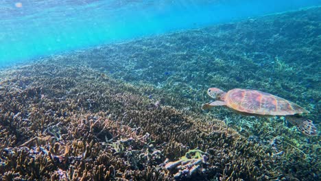 snorkeling in crystalline water with green sea turtles in crystal clear ocean