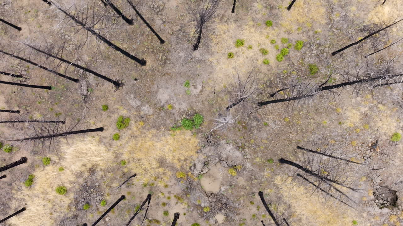 Aerial View of a Forest After a Wildfire Showing Charred Trees and Emerging Regrowth
