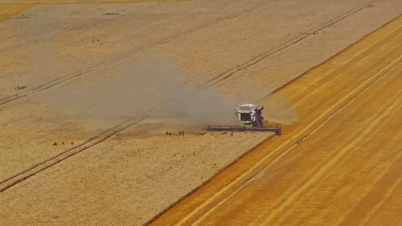Latvian combine harvester working alone in a vast golden wheat field during the industrial farming harvest season - wide aerial parallax shot