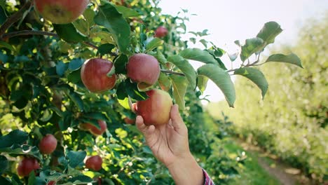 apples right from the plantation