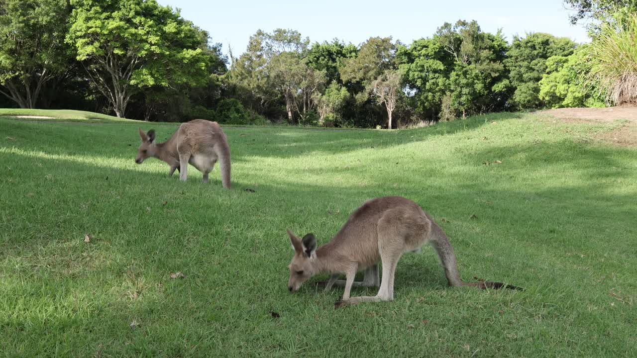 un canguro comiendo hierba en un entorno verde y pacífico