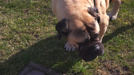 Mastín-Toro-De-Pura-Raza-Con-Pedigrí-Adulto-Comiendo-Hierba-Y-Mirando-Alrededor-En-Un-Jardín