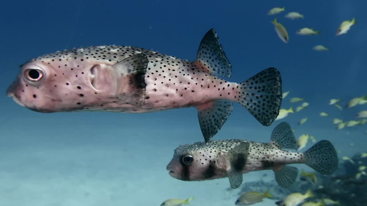 Two porcupine fish super close up in blue ocean
