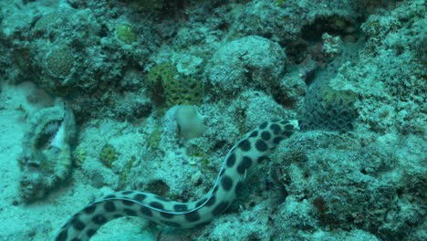 Linda-Anguila-Serpiente-Manchada-Buscando-Comida-En-El-Arrecife