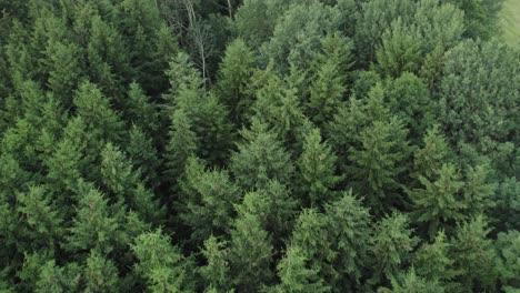 imágenes aéreas de drones volando sobre las hermosas copas de los árboles de un exuberante bosque verde