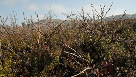 Arctic-Tundra.-Arctic-dwarf-twisted-birch-Betula-nana,-the-dwarf-birch,-is-a-species-of-birch-in-the-family-Betulaceae,-found-mainly-in-the-tundra-of-the-Arctic-region.