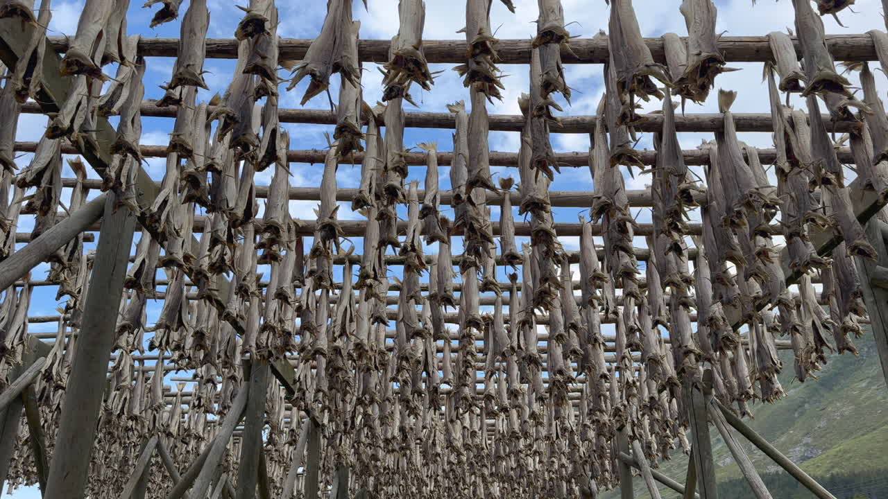 Traditional stockfish drying process in Lofoten Islands, Norway, featuring rows of skrei cod hanging on wooden racks