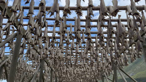 traditional stockfish drying process in lofoten islands, norway, featuring rows of skrei cod hanging on wooden racks