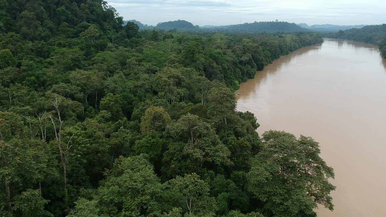 imágenes de drones de la selva tropical de borneo sobre el río kinabatangan sukau sandakan sabah