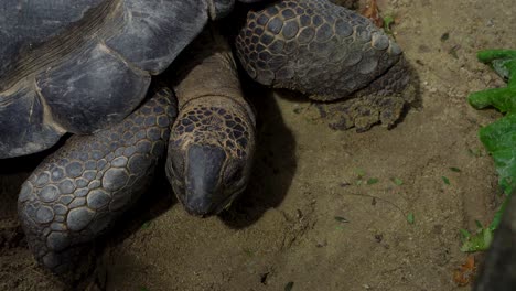 close top shot of head of aldabra giant tortoise, realtime locked off shot with copy space