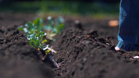 Pflanzen-Pflanzen,-Gärtner,-Barfuß,-Landwirtschaft,-Frühling,-Produkte,-4k,-Natur,-Garten,-Gartenarbeit