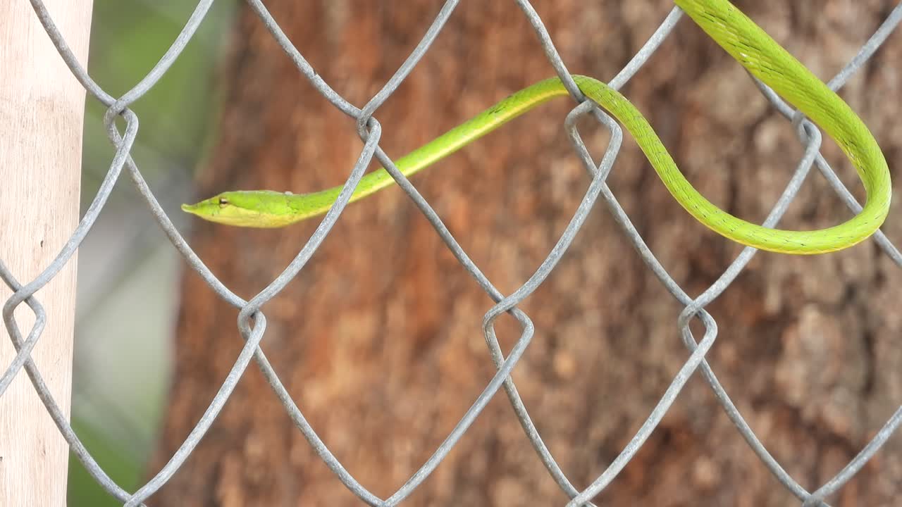látigo verde de serpiente en el árbol - esperando a la palanca