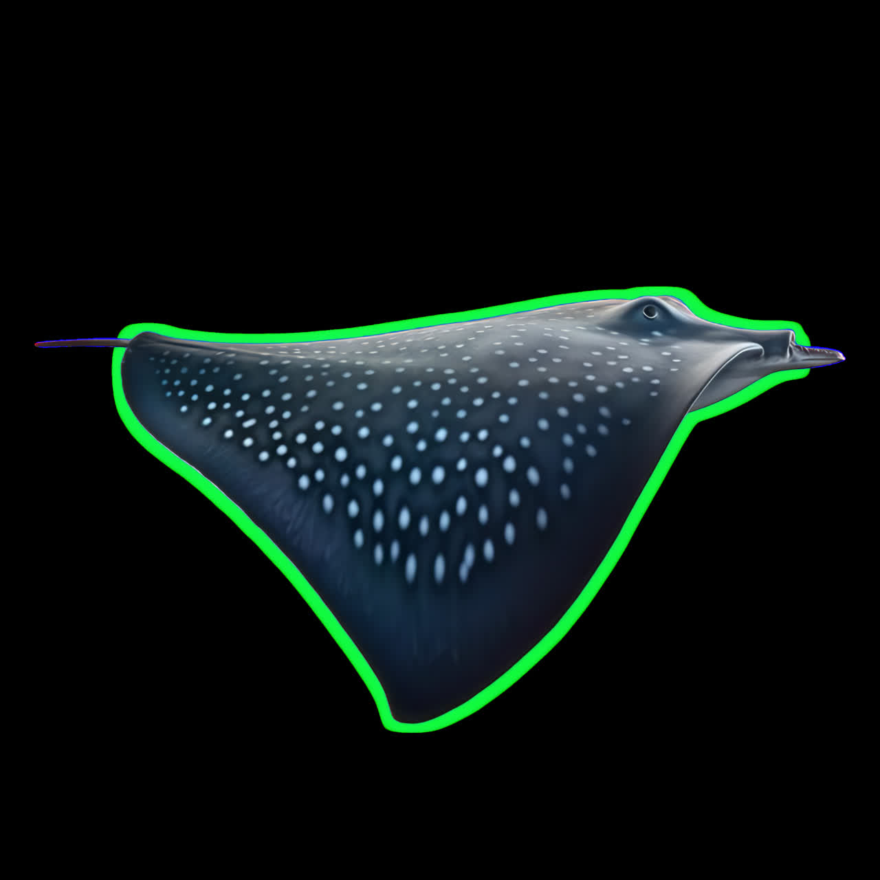 Spotted ray swimming gracefully underwater animation isolated asset, transparent 4K video, alpha