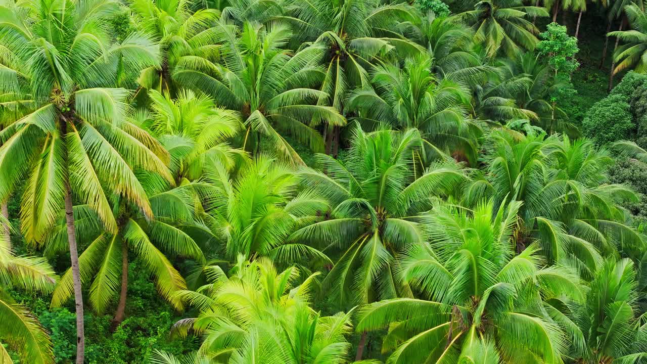 Cinematic drone flyover showing autumn-toned palms in tropical forest