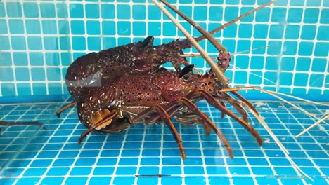 Huge-dark-brown-color-lobster-in-a-tank,-supermarket-seafood-section,-kept-alive-for-freshness