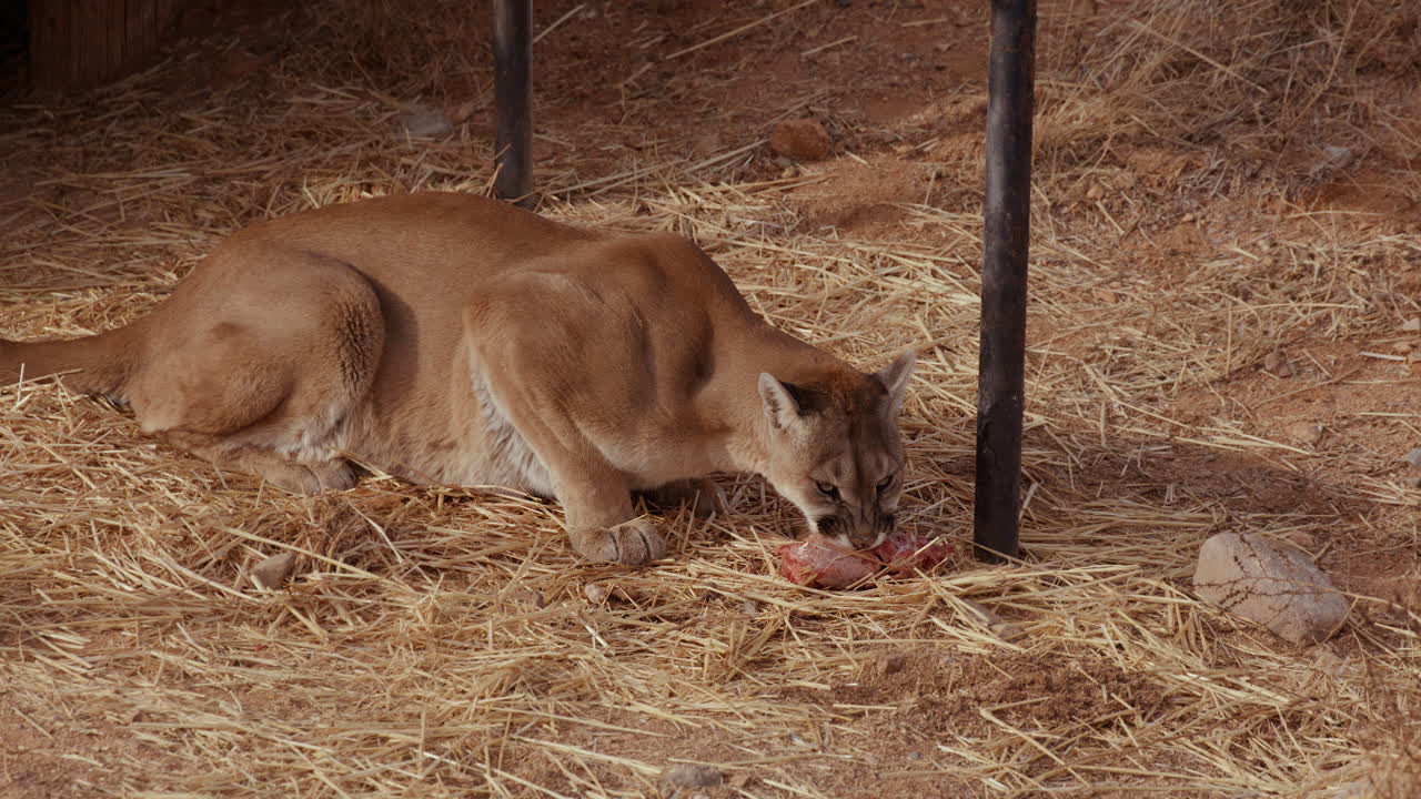 Puma in un recinto che mangia un pezzo di carne cruda mentre riposa.